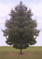 FAMILY TREE LINES